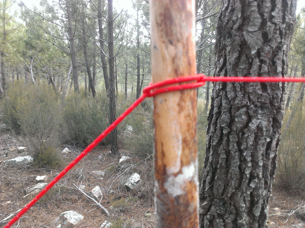 Nudo "puntada de aguja"